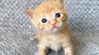 Illustration : L'adorable histoire de Shortbread, seul chaton roux au milieu d'une portée entièrement blanche