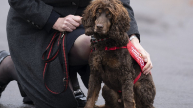 Illustration : De chien "ingérable" à héros : l'admirable parcours d'un Cocker devenu expert en détection de maladies