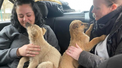 Illustration : "Ces chiots sont surexcités après avoir été sauvés au bord de la route (vidéo)"