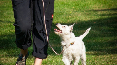 Illustration : "Inscriptions ouvertes pour les Doggy Games France, événement convivial axé sur l’éducation positive des chiens"