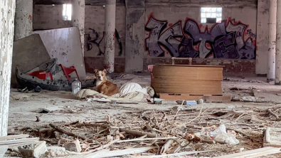 Illustration : Découverte sur une couverture dans un bâtiment abandonné, cette chienne a désormais un vrai lit douillet et bien plus encore !