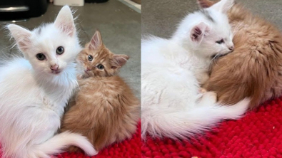 Illustration : "Une femme ne parvient pas à choisir entre 2 chatons et fait naître une belle amitié"