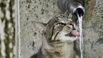 Illustration : Comment assurer un bien-être optimal et une bonne hydratation à nos amis félins durant l'été ?