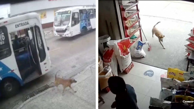 Illustration : Ce chien a appris tout seul à prendre le bus pour faire des visites surprises à sa propriétaire au travail (vidéo)