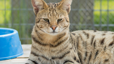 Illustration : Une association se bat contre le trafic de servals en France, ces félins sauvages dont la détention est illégale