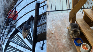 Illustration : "Une femme ruse pour s’approcher d’un chat errant mal en point et tente de le sauver"