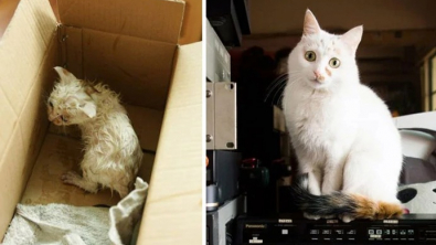 Illustration : 12 photos de chats errants ayant conquis le cœur de leurs nouvelles familles et changé leur existence