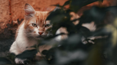 Illustration : "Un chat perdu survit 18 mois dans la nature, avant de tomber sur une personne au grand cœur"