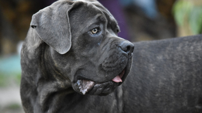 Illustration : L'intervention héroïque d'un Cane Corso face à un intrus dans sa maison