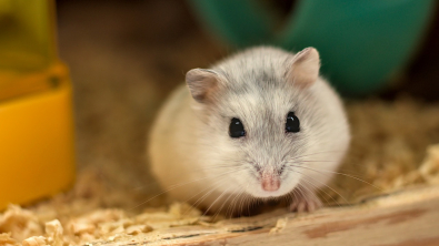 Illustration : Des témoins surprennent un homme en train d'abandonner 2 hamsters sur le bord de la route