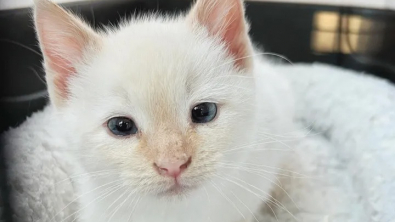 Illustration : "Un chaton retrouvé dans une voiture est accepté au sein d’une portée qui lui ressemble comme 2 gouttes d’eau"