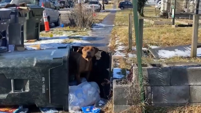 Illustration : Un chien errant, qui a trouvé refuge dans une poubelle renversée, accepte de suivre ses bienfaiteurs pour une nouvelle vie