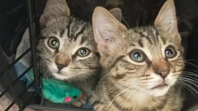 Illustration : "2 chatons arrachés à l'errance apprennent à faire confiance grâce à l'amour d'une bénévole et de ses chats"