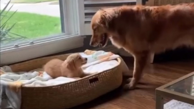 Illustration : L'arrivée d'un chiot change l'état d'esprit d'une Golden Retriever et fait naître une magnifique amitié (vidéo)