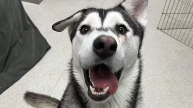 Illustration : "Le long périple d'une famille pour offrir une nouvelle vie à un Husky au sourire asymétrique"