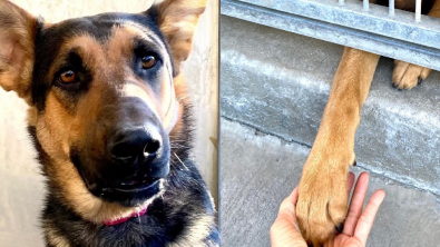 Illustration : L'émouvante histoire d'une chienne cherchant l'amour en passant la patte à travers les barreaux du refuge