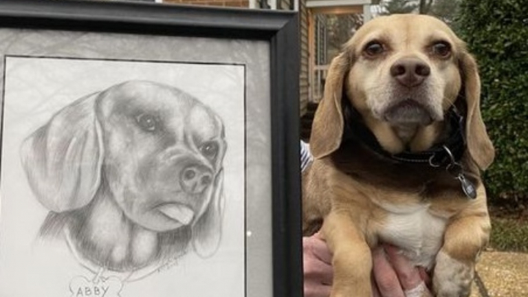 Un appel à l'amour pour Abby, chienne séniore abandonnée avec son portrait