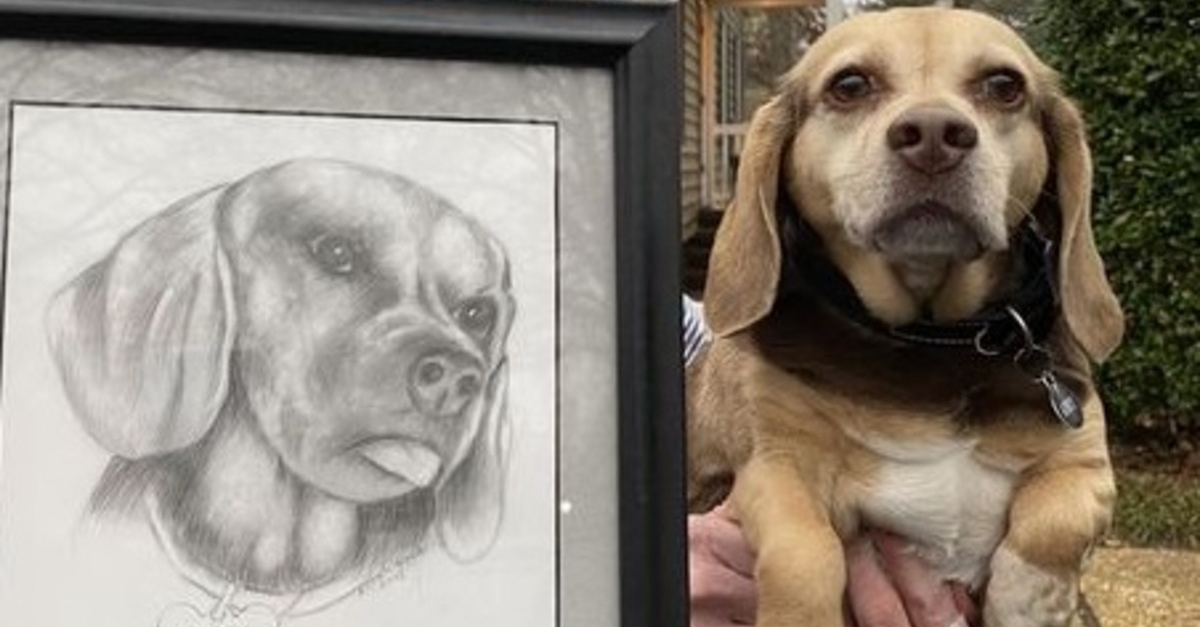 Un appel à l'amour pour Abby, chienne séniore abandonnée avec son portrait