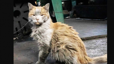 Illustration : "La vie peu ordinaire d’un chat au pelage marqué par l’huile et la suie : découvrez Dirt, l’ami des cheminots"