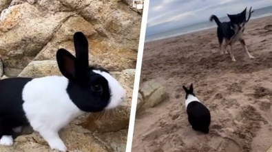 Illustration : La complicité touchante entre Gary et Wil, un lapin et un chien qui aiment jouer ensemble à la plage (vidéo)