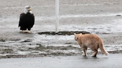 Illustration : La bravoure de Bruno, ce chat qui n'a pas peur des grands rapaces"