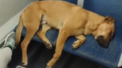 Illustration : Personne n’ose réveiller un chien épuisé qui s’est endormi dans un métro bondé (vidéo)