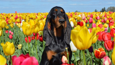 Illustration : Cette chienne a des oreilles si grandes qu’elle est entrée au Livre Guinness des records ! (vidéo)