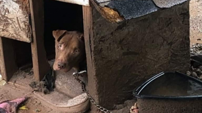 Illustration : "Au Texas, pour enchaîner un chien à l’extérieur, il faut respecter des conditions très strictes"