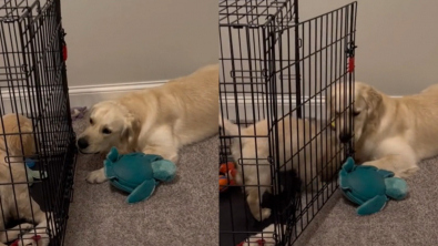 Illustration : "Ce chiot, en plein apprentissage de la cage, peut compter sur son grand frère Golden Retriever pour le sortir de là ! (vidéo)"