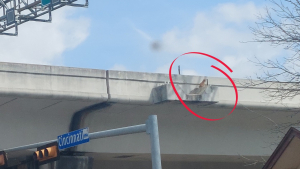 Illustration : "Un chat s'égare de son domicile et est aperçu coincé sur un pont au-dessus d’une autoroute"