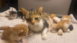 Illustration: “A sick cat can count on her rescuers to take care of her newborns during her hospitalization”