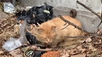 Illustration : "Un chat errant touche ses sauveteurs, qui se mobilisent pour lui offrir une vie meilleure"