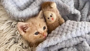 Illustration: “This orphaned and sick kitten falls asleep every day next to his comforting stuffed toy”