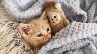 Illustration : "Ce chaton orphelin et malade s’endort chaque jour aux côtés de sa peluche réconfortante"