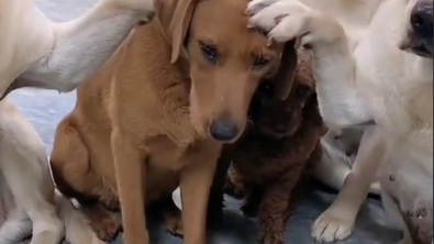 Illustration : "Un Labrador mâchouille une chaise et se fait dénoncer par ses congénères lorsque leur propriétaire les interroge (vidéo) "