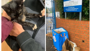 Illustration: “Two cats abandoned in a box brave the bad weather after being abandoned in front of a shelter”