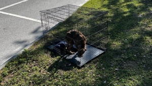 Illustration : "Un individu découvre une chienne abandonnée dans une cage au bord d’une route et contacte les secours"