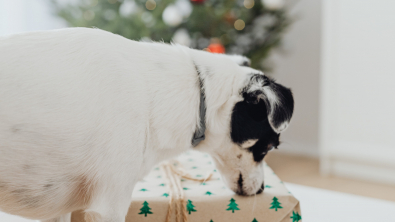 Illustration : "11 cadeaux de Noël à déposer sous le sapin pour gâter vos boules de poils"