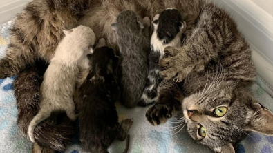 Illustration : "Après des jours d’errance, une chatte et ses 4 petits trouvent le chemin d’un refuge et découvrent la perspective d’un foyer aimant (vidéo)"