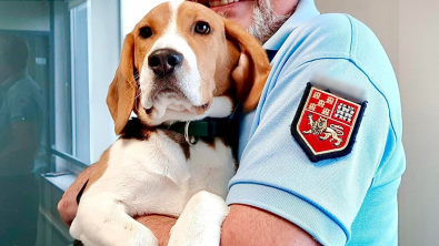 Illustration : "Joyeux et chaleureux, ce chien redonne le sourire à des gendarmes"