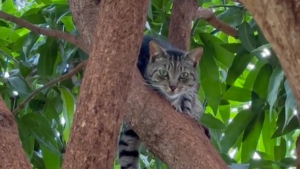 Illustration : "À Hawaï, un sanctuaire paradisiaque dédié aux chats rencontre un grand succès relayé sur les réseaux sociaux (vidéo)"