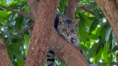 Illustration : "À Hawaï, un sanctuaire paradisiaque dédié aux chats rencontre un grand succès relayé sur les réseaux sociaux (vidéo)"