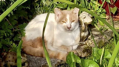 Illustration : "Au moment de retrouver son chat après des mois de disparition, cette femme a dû batailler pour le récupérer des mains de son sauveteur"