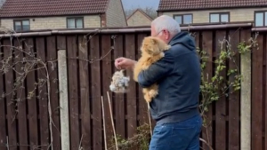 Illustration: “These cats generously offer their hair to birds to fill the nests in their garden (video)”