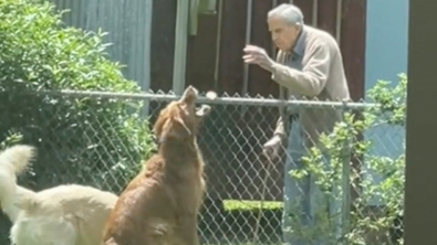 Illustration : L’émouvante relation entre un homme âgé et les 2 Golden Retrievers de ses voisins bouleverse Internet (vidéo)