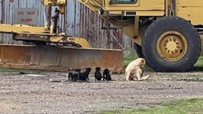 Illustration : "Une femme découvre par hasard 9 chiots et leur mère dans une grange abandonnée"