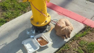 Illustration : "Laissée pour compte attachée à une bouche d’incendie, cette jeune chienne attendait désespérément que quelqu’un lui tende la main"