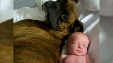 Illustration : "À l’arrivée du bébé de la famille, ce Boxer s’est montré particulièrement affectueux, pour le plus grand bonheur de ses maîtres (vidéo)"