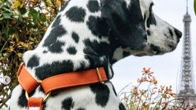 Illustration : Des colliers aux paniers, une gamme d'accessoires haut-de-gamme pour chien signée Brach Paris et French Bandit