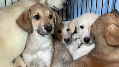 Illustration : "Après un signalement, des bénévoles font la rencontre de 11 chiots laissés pour compte dans une cave (vidéo)"